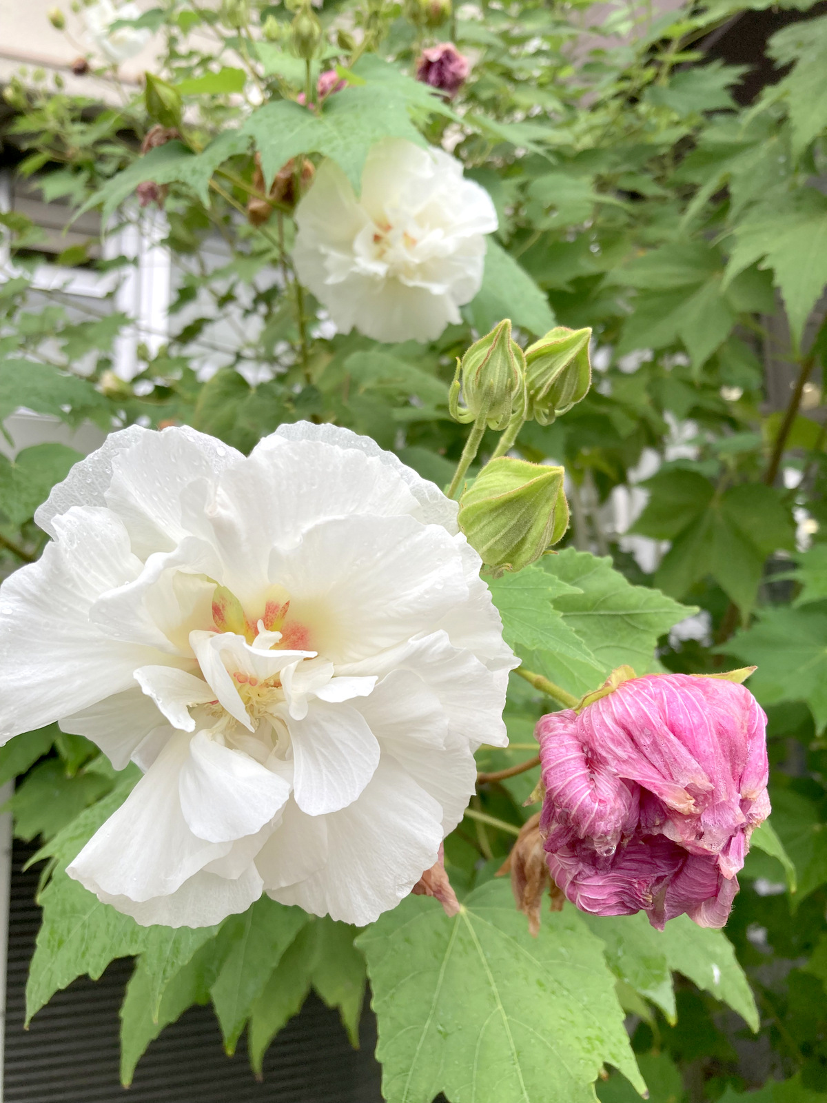 酔芙蓉（すいふよう）の季節です