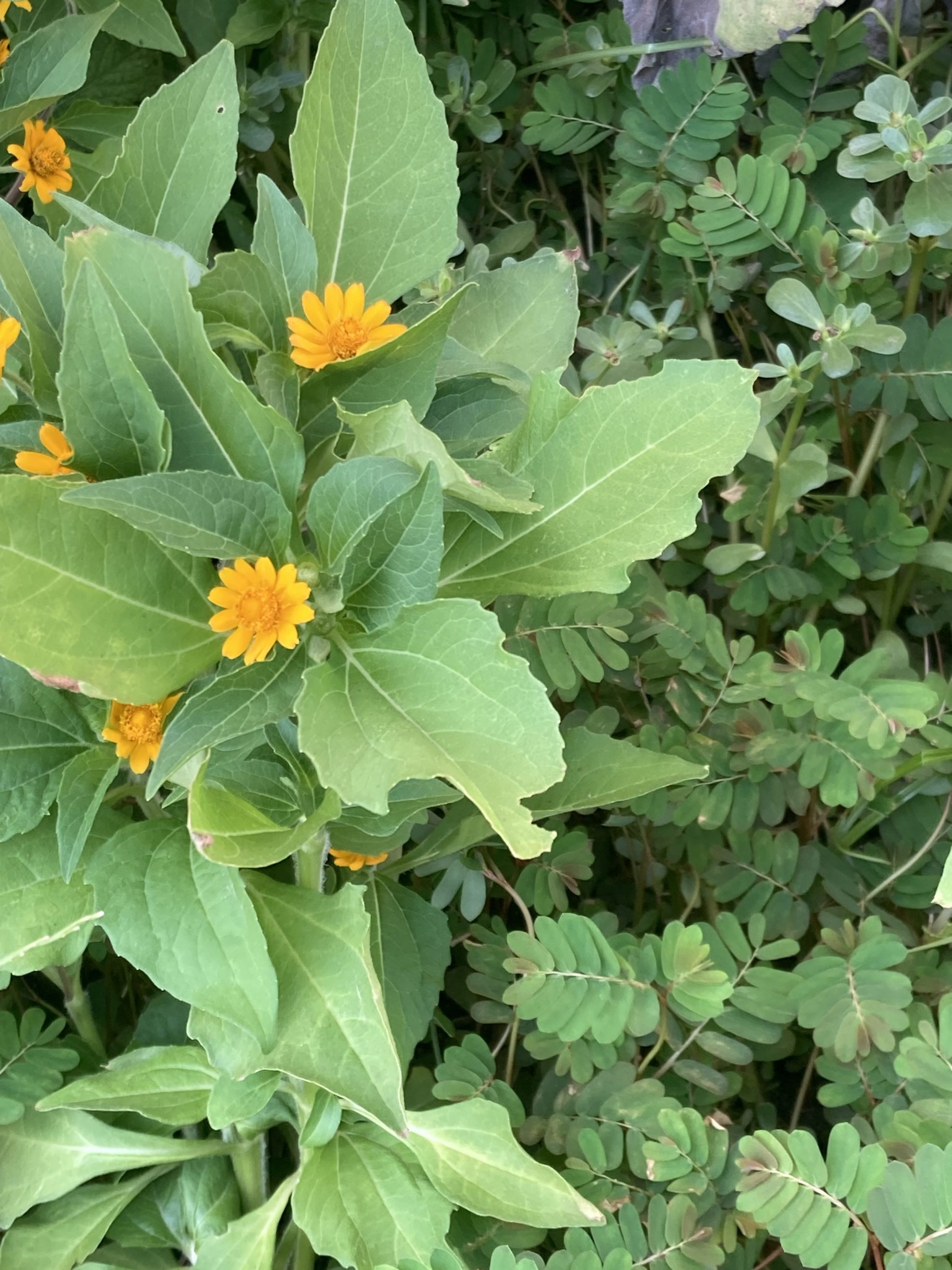 夏の花壇より