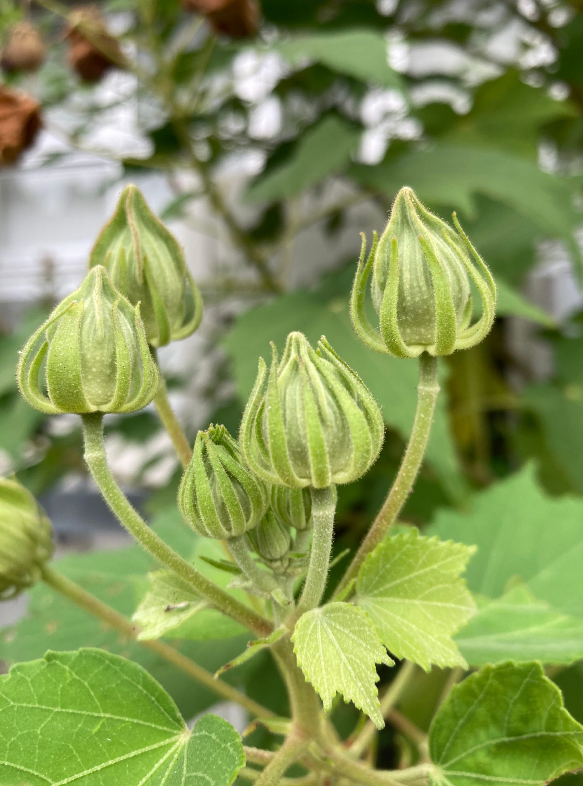 酔芙蓉の季節です