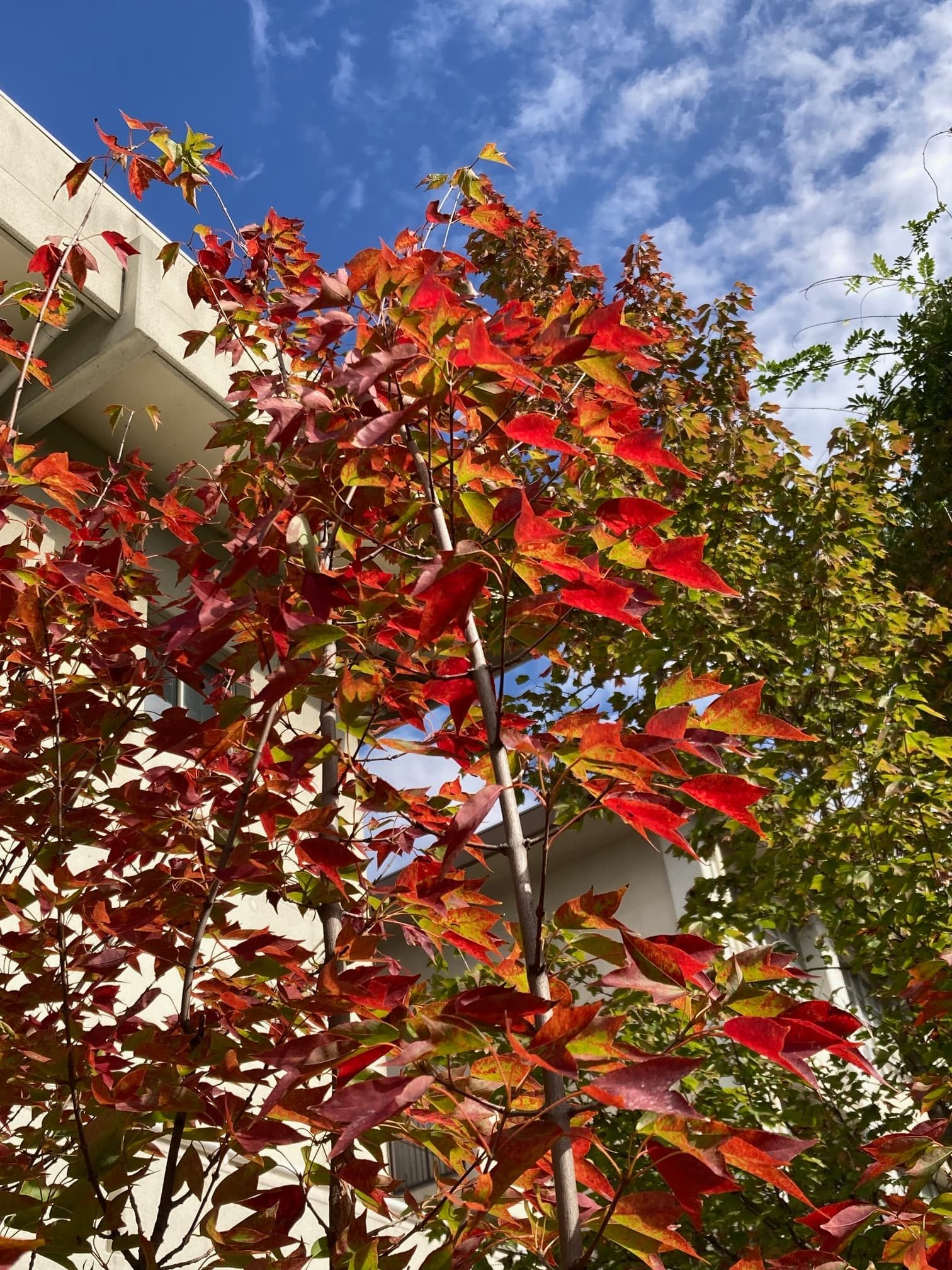 紅葉の季節です。