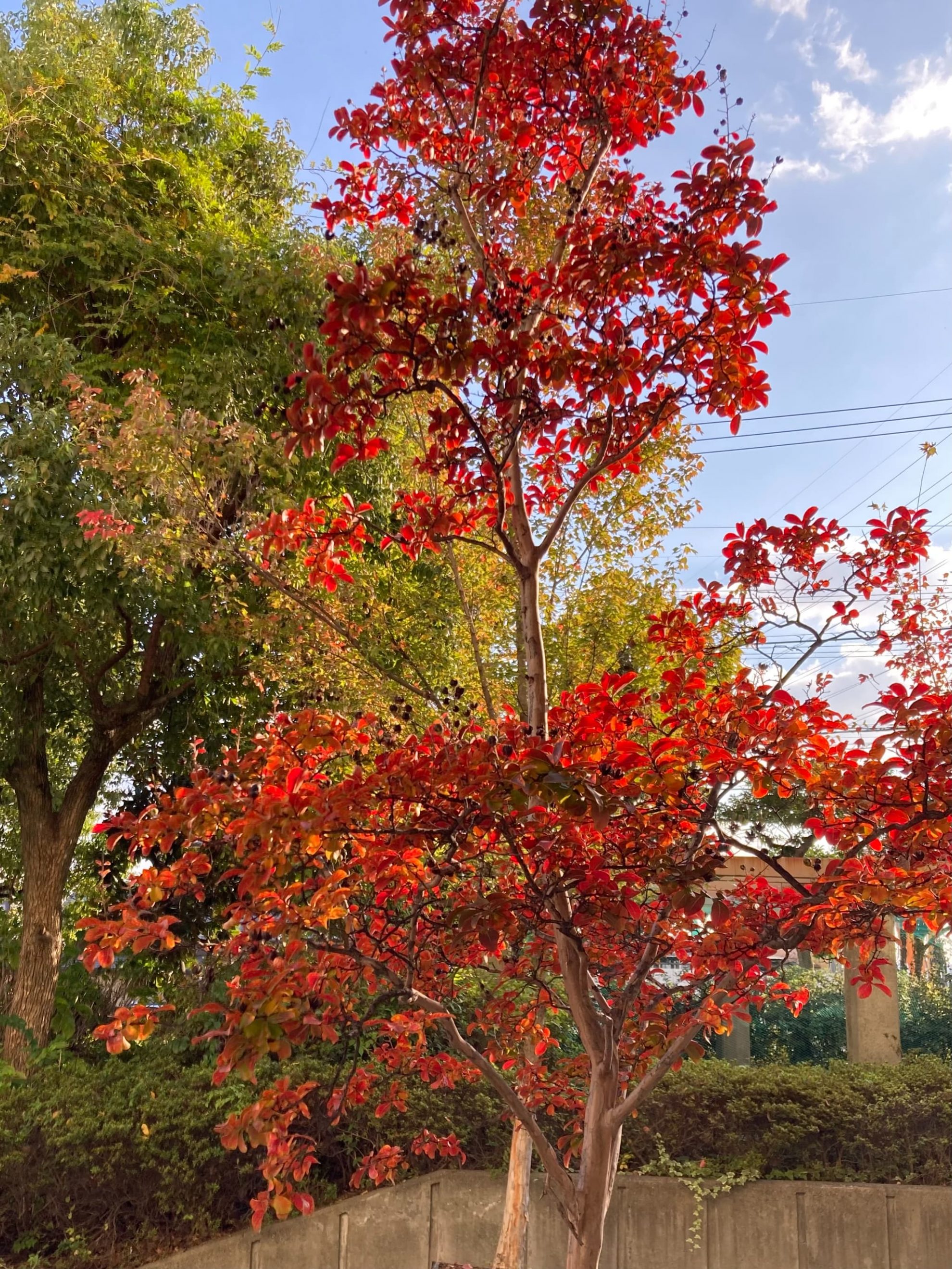 紅葉の季節です。