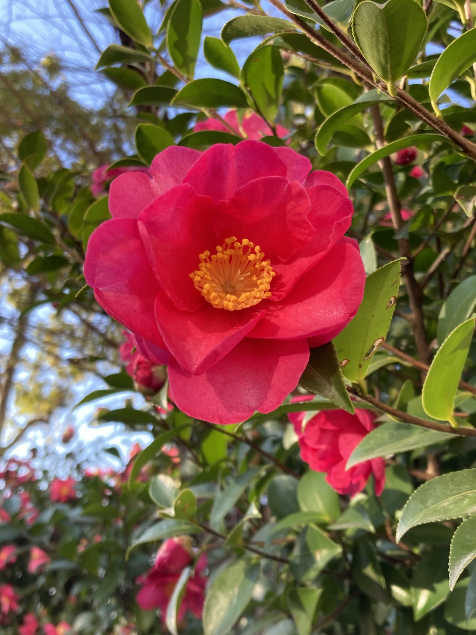 山茶花が見頃です。