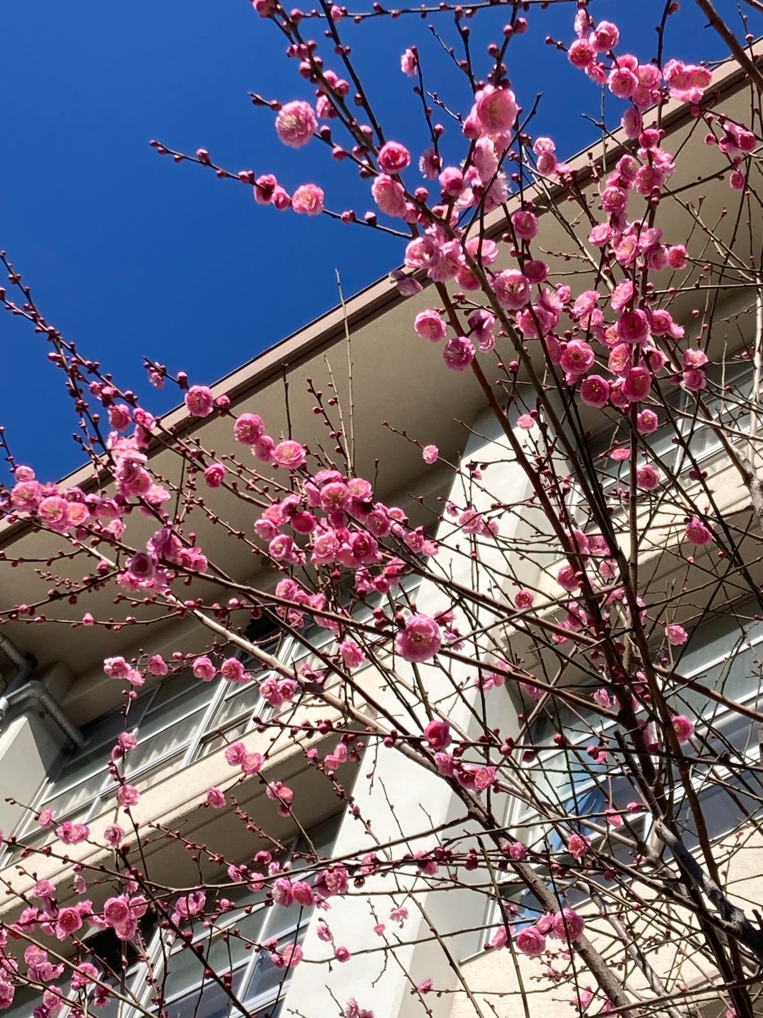 梅の花が早くも咲きだしました。