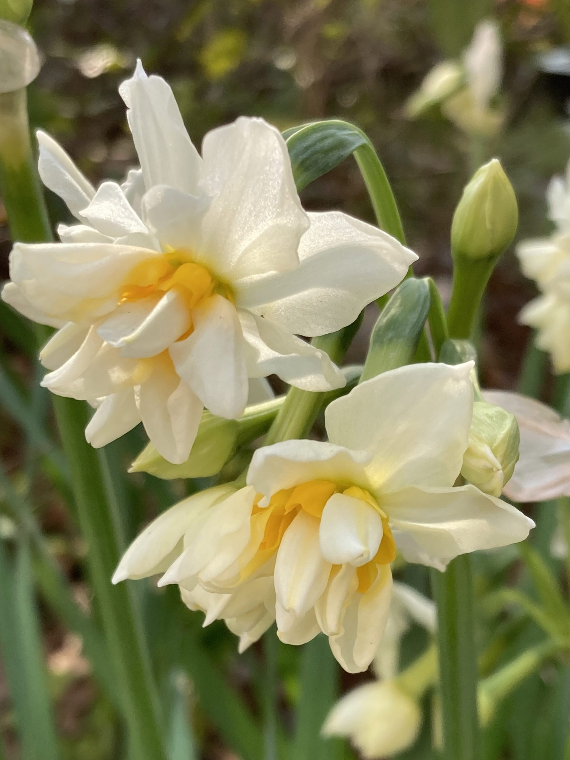 水仙の季節です