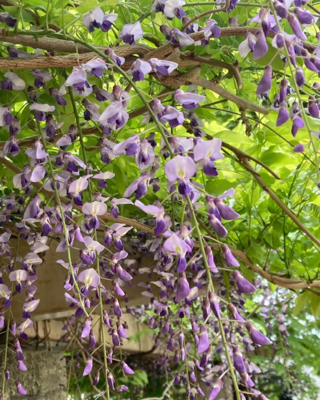 🌼🌼プラザ花だより🌼🌼

こんにちは☺️
門真市民プラザです。

藤の花が見ごろを迎えています💫
数年前から具合が悪く、花咲かなった藤棚にわずかながら花が咲きました。
2年程、養生させていた藤がゆっくりですが回復しています。
藤は体育館、相撲部屋前の広場横にて静かに咲き誇っています。
来年はさらに元気になって沢山花咲かす事を願いながら管理していますので、どうか優しく見守ってください🙇

#門真市民プラザ　#市民プラザ
#お花だより　#花だより
#藤　#藤の花　#春に咲く花
#春の便り　#春のたより　#4月
#かどま日和　#門真日和
#NPO法人トイボックス
#門真　#門真市　#古川橋
#大和田　#門真南