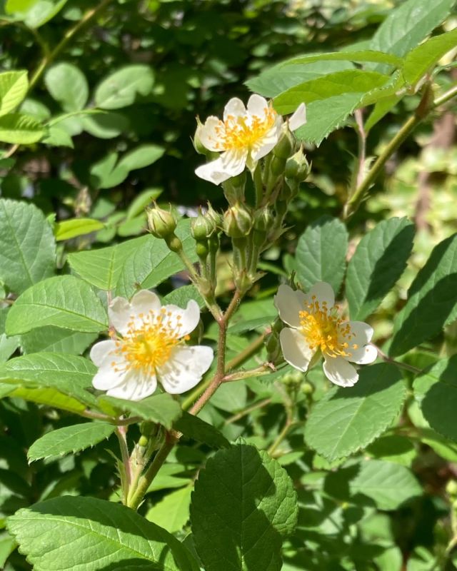 🌼🌼プラザ花だより🌼🌼

こんにちは☺️
門真市民プラザです。

市民プラザはいまノイバラが見ごろです＾＾
甘い香りを解き放つノイバラが体育館談話室前の花壇にて見頃を迎えています💫
ノイバラは白い一重咲きの原種で、バラ本来の楚々とした美しさが魅力的です。
バラの芳香成分は揮発性が高く、気温が上がりすぎるとあまり香りません。
ノイバラの香りを楽しみたい時は、午前中の来館をおすすめします⭐

#門真市民プラザ　#市民プラザ
#お花だより　#花だより
#ノイバラ　#野茨　#春に咲く花
#春の便り　#春のたより　#5月
#かどま日和　#門真日和
#NPO法人トイボックス
#門真　#門真市　#古川橋
#大和田　#門真南