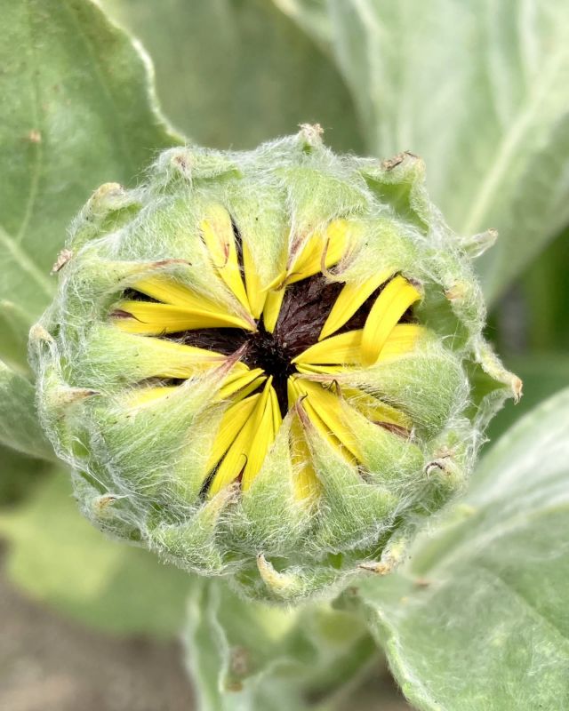 🌼🌼プラザ花だより🌼🌼

こんにちは☺️
門真市民プラザです。

今日はひまわりの近況報告です🌻
ちらほらですが、ひまわりが蕾をつけています🧐
時と共に蕾が織りなす造形的な美しさに見とれてしまう今日この頃。
蕾を愉しめる期間は限られていますので、市民プラザにお立ち寄りの際は是非探してみてください💁

#門真市民プラザ　#市民プラザ
#お花だより　#花だより
#ひまわり　#向日葵　#ヒマワリ
#つぼみ 　#蕾
#近況報告　#文月　#7月
#かどま日和　#門真日和
#NPO法人トイボックス
#門真　#門真市　#古川橋
#大和田　#門真南