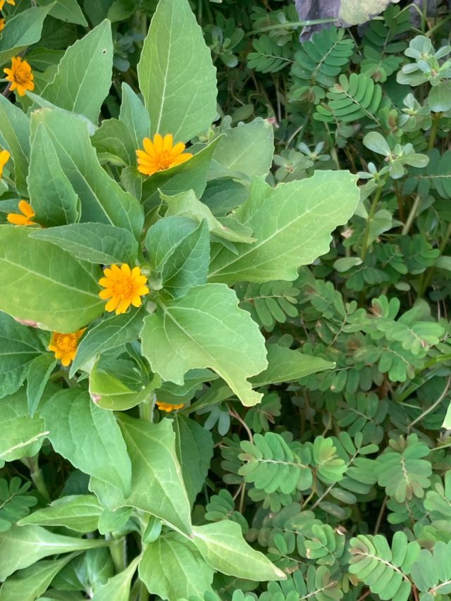 🌼🌼プラザ花だより🌼🌼

こんにちは☺️
門真市民プラザです。

今日は夏の花壇だよりです🌻

猛暑が続く中、暑さに耐えながら花はゆっくりと成長しています❀
一部花壇では雑草と呼ばれるコミカンソウやスベリヒユ、エノコログサ等を地面の温度上昇抑制の為に花苗と共に意図的に茂らせています。
ご理解の程よろしくお願いします🙏

#門真市民プラザ　#市民プラザ
#お花だより　#花だより
#コミカンソウ　#スベリヒユ　#エノコログサ
#近況報告　#葉月　#8月
#かどま日和　#門真日和
#NPO法人トイボックス
#門真　#門真市　#古川橋
#大和田　#門真南