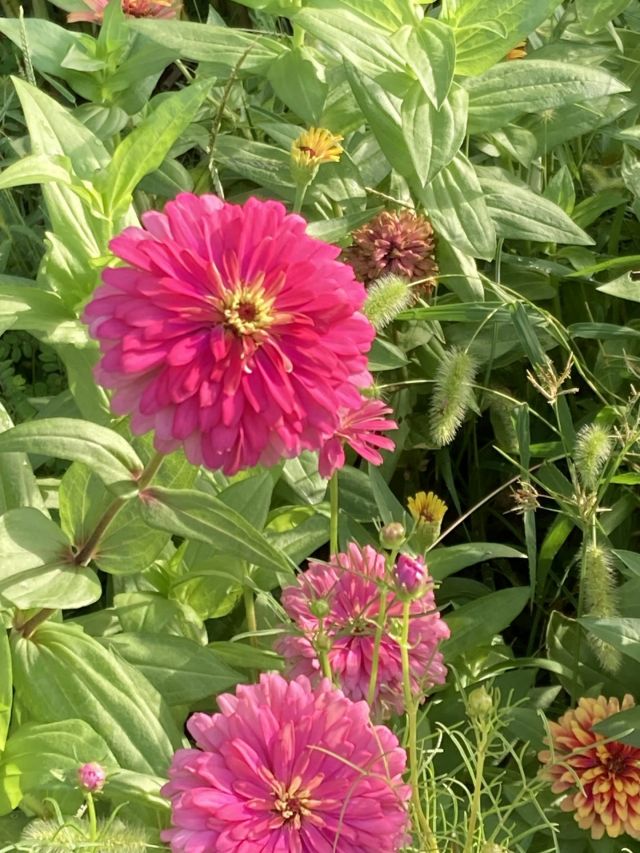 🌼🌼プラザ花だより🌼🌼

こんにちは☺️
門真市民プラザです。

ジニアが見頃を迎えています✨

朝夕に耳を楽しませる虫の音色がセミからコオロギになり、季節が変わりゆく様を実感する今日この頃。
そんな中、猛暑を耐え忍んだジニアがようやく咲き誇っています。
異なる色や形のジニアを育てていますので、お気に入りのジニアを見つけてください。

#門真市民プラザ　#市民プラザ
#お花だより　#花だより
#ジニア　#ジニアの花　#季節の変わり目
#近況報告 #9月 #秋の訪れ
#かどま日和　#門真日和
#NPO法人トイボックス
#門真　#門真市　#古川橋
#大和田　#門真南