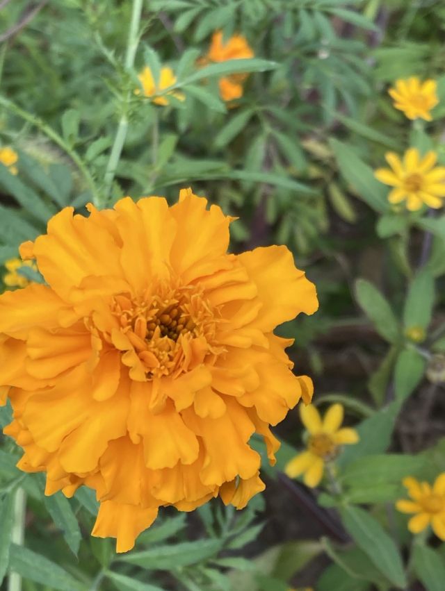 🌼🌼プラザ花だより🌼🌼

こんにちは☺️
門真市民プラザです。

モズの鳴き声がプラザに響き渡る今日この頃。
5月に種から育てたマリーゴールドがようやく花開きました。
今年の猛暑に耐えしのぐため、開花期が遅れました。
花が咲く日を待ち望んでいたマリーゴールドはどこか誇らしげです。
水芙蓉もまだまだ見ごろなので、ぜひお楽しみください。

#門真市民プラザ　#市民プラザ
#お花だより　#花だより
#マリーゴールド　#見頃　
#近況報告 #開花期
#かどま日和　#門真日和
#NPO法人トイボックス
#門真　#門真市　#古川橋
#大和田　#門真南