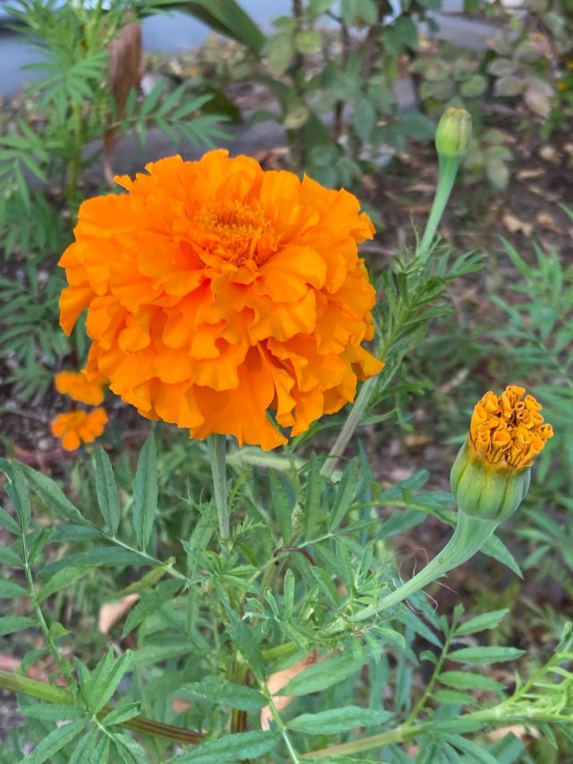 🌼🌼プラザ花だより🌼🌼

こんにちは☺️
門真市民プラザです。

朝夕の寒さが心地よい今日この頃、猛暑を耐え抜いたマリゴールドが未だに咲き誇っています。
市民プラザ来館の方々からマリーゴールドをはじめ花壇の花々を見守る温かなお言葉を日々頂き、大変感謝しています。
皆様の花に対する優しい思いが伝わり、マリゴールドは今もなお咲き誇っています。
いつも市民プラザの花々を応援して頂き、ありがとうございます。

#門真市民プラザ　#市民プラザ
#お花だより　#花だより
#マリーゴールド　#近況報告 
#かどま日和　#門真日和
#NPO法人トイボックス
#門真　#門真市　#古川橋
#大和田　#門真南