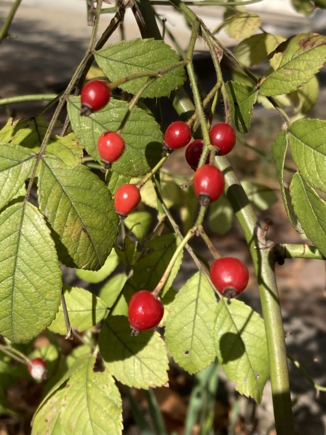 🌼🌼プラザ花だより🌼🌼

こんにちは☺️
門真市民プラザです。

夕焼けの美しさを改めて知る晩秋に、野茨（ノイバラ）の実も赤く熟し散りゆく紅葉に代わり花壇を彩っています。
ご存知の方も多いかと思いますが、日本には野茨を含め16種類の原種が自生しています。
楚々とした白く甘い香りの花を初夏に咲かせ、晩秋に光沢のある赤い実をつける野茨は俳句の季語としても知られています。
そんな野茨が現在、談話室前にある花壇を静かに彩っていますので、お見逃しなく。

#門真市民プラザ　#市民プラザ
#お花だより　#花だより
#野茨　#ノイバラ
#かどま日和　#門真日和
#NPO法人トイボックス
#門真　#門真市　#古川橋
#大和田　#門真南