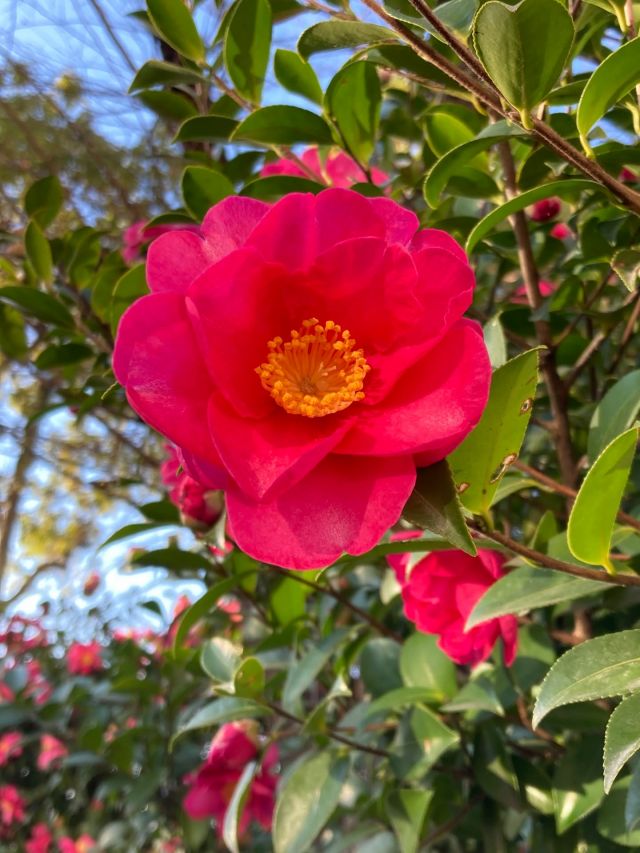 🌼🌼プラザ花だより🌼🌼

こんにちは☺️
門真市民プラザです。

ヒヨドリが朝から騒がしく山茶花（さざんか）の蜜を目当てに飛んできます。
賑やかなヒヨドリが去ると、どこからともなく雀（すずめ）が山茶花にとまり、花蜜をつつく姿に風情を感じます。

冬に咲く山茶花に雀が宿る情景は古くから多くの日本画家を魅了し、また俳人の正岡子規もその様子を「山茶花を　雀のこぼす　日和かな」と詠った程
日本の冬の情景として知られています。

残念ながら雀と山茶花との風情あるシャッターチャンスは逃しましたが、プラザ本館南側駐輪場で見頃を迎えている山茶花をお楽しみください。

#門真市民プラザ　#市民プラザ
#お花だより　#花だより
#山茶花　#さざんか
#かどま日和　#門真日和
#NPO法人トイボックス
#門真　#門真市　#古川橋
#大和田　#門真南
