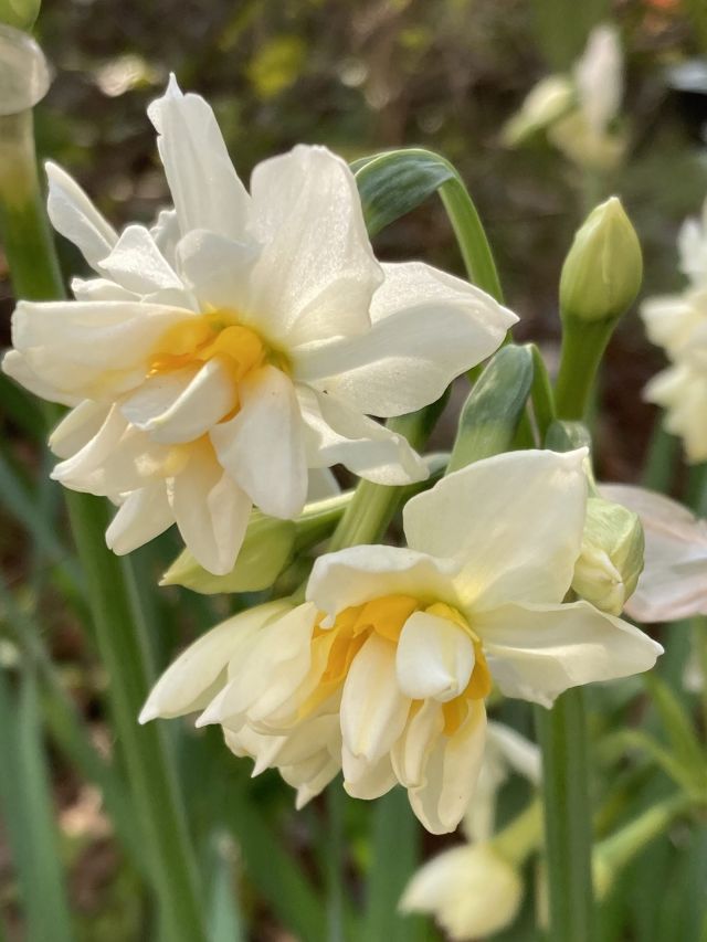 🌼🌼プラザ花だより🌼🌼

こんにちは☺️
門真市民プラザです。

冷え込む冬の朝、芳香を漂わせ華やかに咲く八重咲き日本水仙に趣を感じます。
日本水仙と言いますが、実は地中海原産の帰化植物です。
9世紀頃に水仙は東ローマ帝国からシルクロードを経て中国へ、
そして14世紀頃に中国から日本へ伝来したと伝えられています。
水仙の辿ってきた歴史に想いを馳せて愛でるのも一興なのではないでしょうか。

#門真市民プラザ　#市民プラザ
#お花だより　#花だより
#水仙　#日本水仙
#かどま日和　#門真日和
#NPO法人トイボックス
#門真　#門真市　#古川橋
#大和田　#門真南